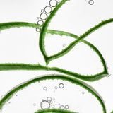 vegane Anti-Aging Kosmetik aus Deutschland